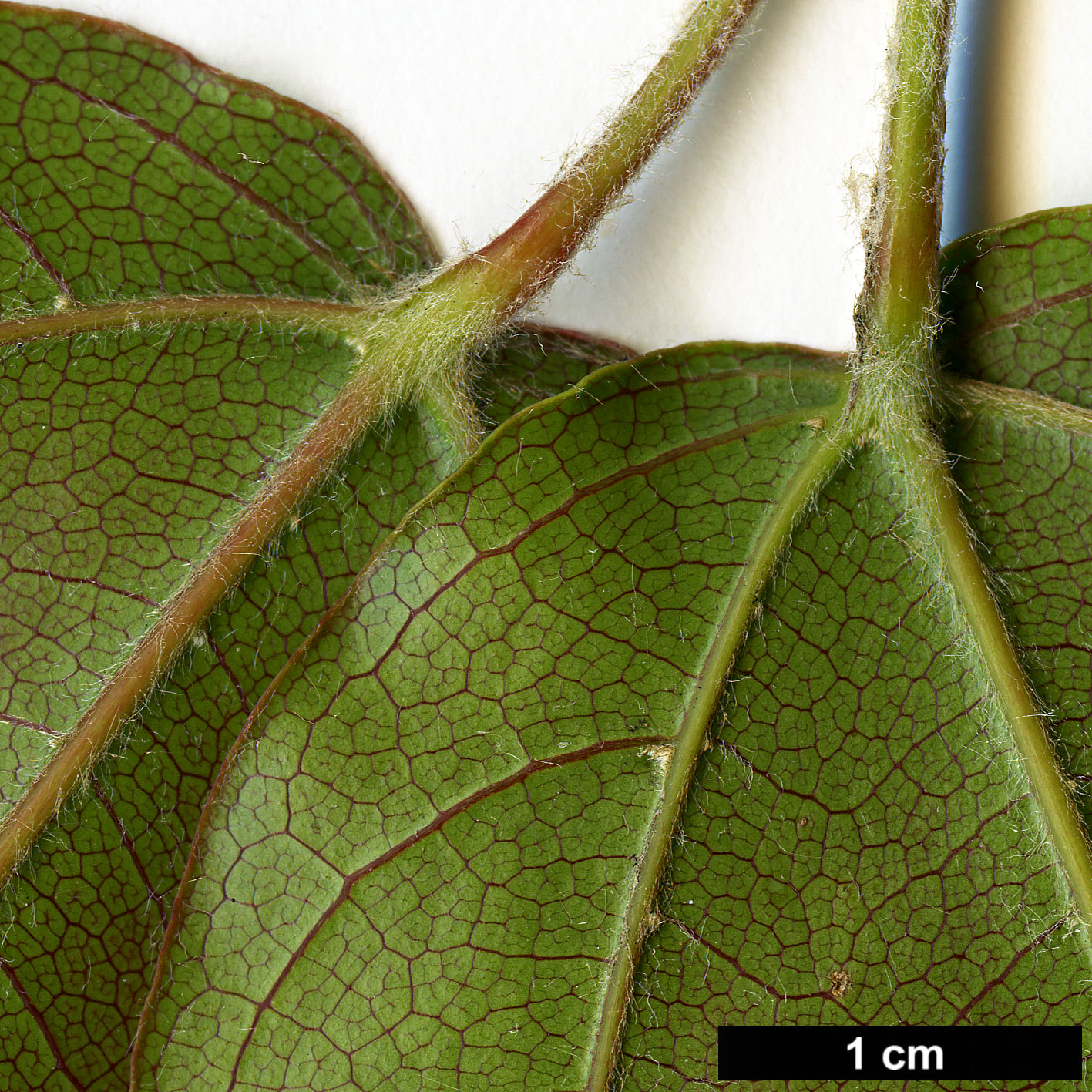 High resolution image: Family: Sapindaceae - Genus: Acer - Taxon: fenzelianum